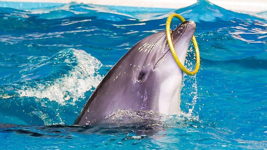 Interactive Dolphin Experience